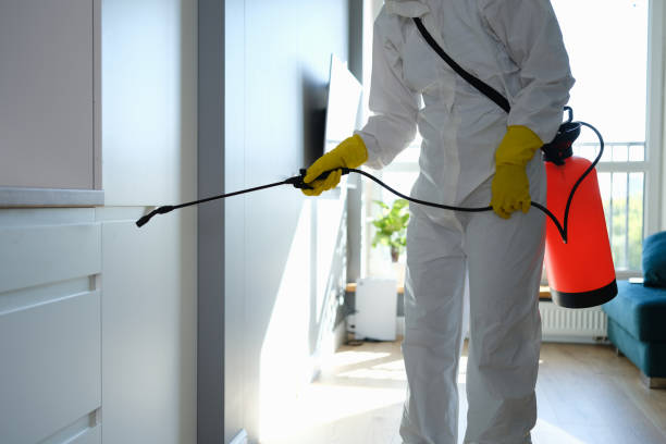 Mold Odor Removal Services in Anderson, MO